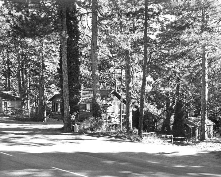 Cabins standing among tall pines in the Skyforest area in the early 1900s